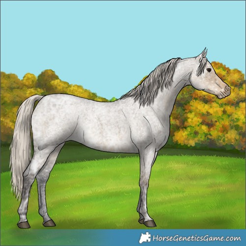 Horse Color:White Spotted Silver Smoky Grullo Ice Roan Rabicano 