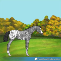 Horse Color:Black Ice Appaloosa 