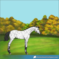 Horse Color:Blue Roan Appaloosa Rabicano 