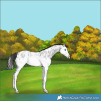 Horse Color:Blue Roan Splash Near Leopard 