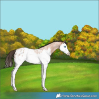 Horse Color:Bay Roan Splash Appaloosa Rabicano