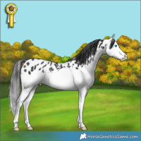 Horse Color:Black Splash Appaloosa Rabicano 