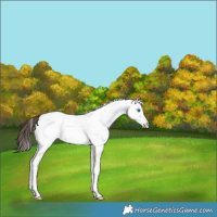 Horse Color:Bay Splash Fewspot Rabicano 