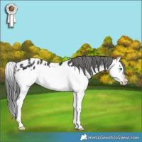Horse Color:Black Splash Appaloosa Rabicano