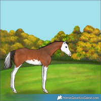Horse Color:Bay Splash 