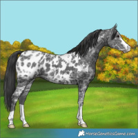 Horse Color:Black Ice Near Leopard 