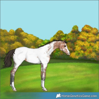 Horse Color:Bay Ice Appaloosa 