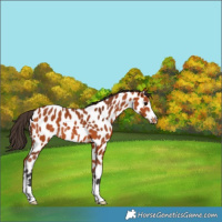Horse Color:Bay Leopard