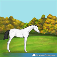 Horse Color:Black Splash Appaloosa 