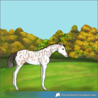 Horse Color:Bay Roan Splash Appaloosa