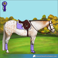 Horse Color:Gray Buckskin Appaloosa  and Gray Buckskin Splash Appaloosa 