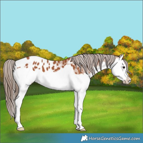 Horse Color:Bay Splash Appaloosa