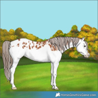 Horse Color:Bay Splash Appaloosa
