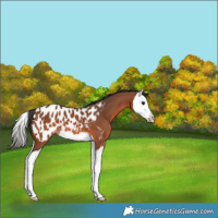 Horse Color:Bay Splash Appaloosa 