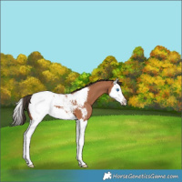 Horse Color:Bay Splash Appaloosa 