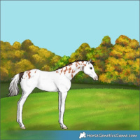 Horse Color:Bay Splash Appaloosa 