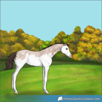 Horse Color:Bay Roan Splash Snowcap 