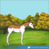 Horse Color:Bay Splash 