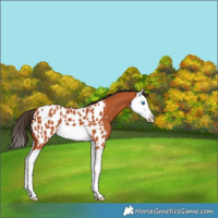 Horse Color:Bay Splash Appaloosa