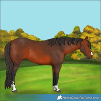 Horse Color:Bay 