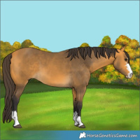 Horse Color:Buckskin 