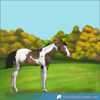 Horse Color:Gray Brown Dun Splash Tobiano Snowcap Brindle 
