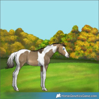 Horse Color:Gray Buckskin Dun Splash Tobiano Appaloosa 