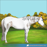 Horse Color:Brown Dun Sabino Splash Tobiano Varnish Rabicano Brindle 