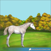 Horse Color:Gray Palomino Roan Splash Rabicano 