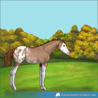 Horse Color:Red Dun Splash Appaloosa Rabicano 