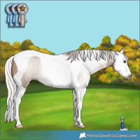 Horse Color:Gray Silver Bay Dun Splash Tobiano Rabicano 