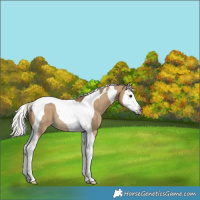 Horse Color:Gray Silver Bay Dun Splash Tobiano Rabicano 