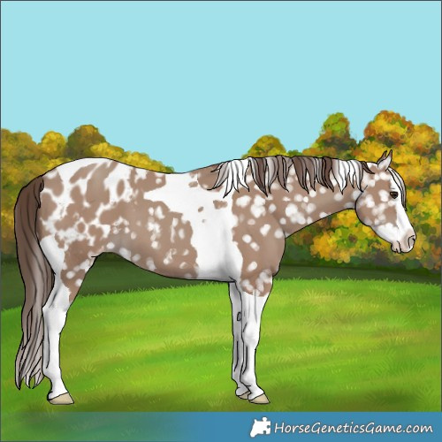 Horse Color:Classic Champagne Splash Tobiano Blanket 