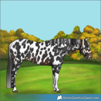 Horse Color:Brown Tobiano Appaloosa 