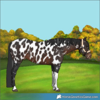 Horse Color:Brown Tobiano Appaloosa