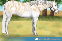 Horse Color:Silver Buckskin Dun Splash Blanket