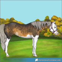 Horse Color:Silver Buckskin Splash 