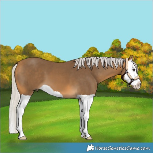 Horse Color:Silver Buckskin Splash 