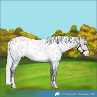 Horse Color:Silver Smoky Blue Chinchilla Roan Appaloosa 