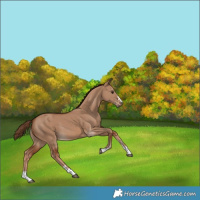 Horse Color:Unknown 