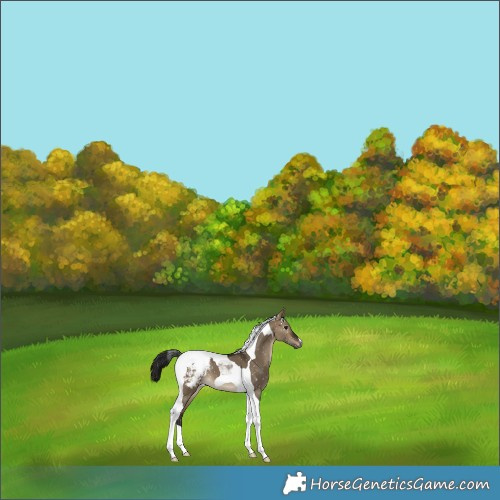 Horse Color:Gray Brown Dun Tobiano Appaloosa 