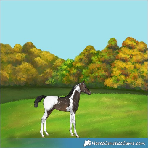 Horse Color:Gray Brown Dun Tobiano Appaloosa 