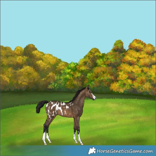 Horse Color:Gray Brown Dun Appaloosa 