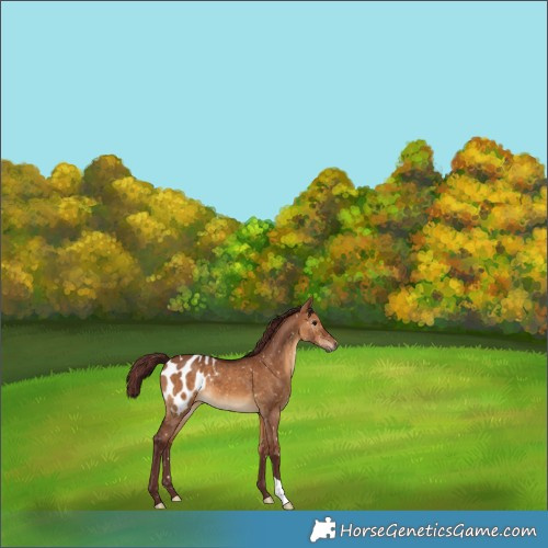 Horse Color:Gray Chocolate Bay Dun Appaloosa 