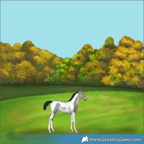 Horse Color:Gray Platinum Bay Dun Tobiano Rabicano 