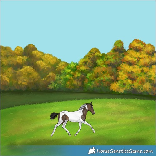 Horse Color:Gray Bay Dun Tobiano 