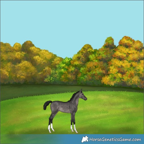 Horse Color:Gray Platinum Brown Dun 