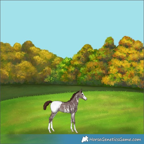 Horse Color:Gray Platinum Chocolate Brown Dun Sabino Appaloosa 