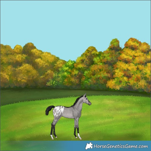 Horse Color:Gray Platinum Bay Dun Appaloosa 