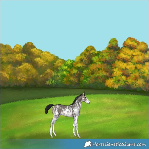 Horse Color:Gray Brown Dun Sabino 